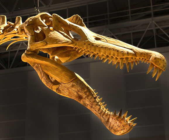 File:Spinosaurus skull.jpg