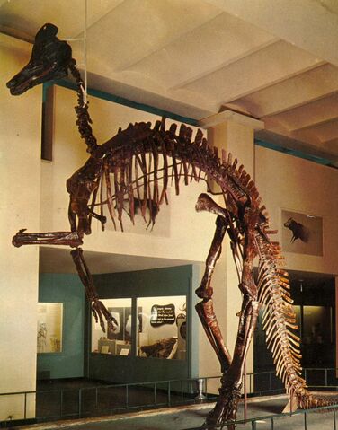 File:Corythosaurus-skeleton-postcard-785x1000-1-.jpg