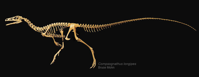 File:Compsognathus-skeleton-Bruce-Mohn-1500-1-.jpg