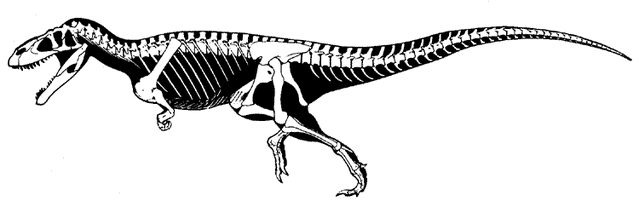 File:T tanneri.gif