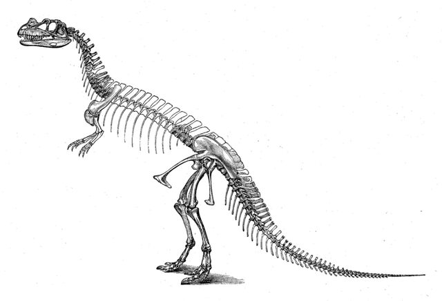 File:CeratosaurusSkeleton-1-.jpg