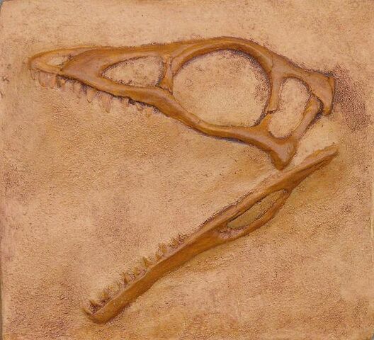 File:Compsognathus-skull-alex-nelson-1-.jpg