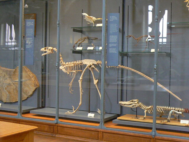 File:Dromaeosaurus skeleton.jpg