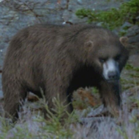 File:CaveBearPortrait.jpg