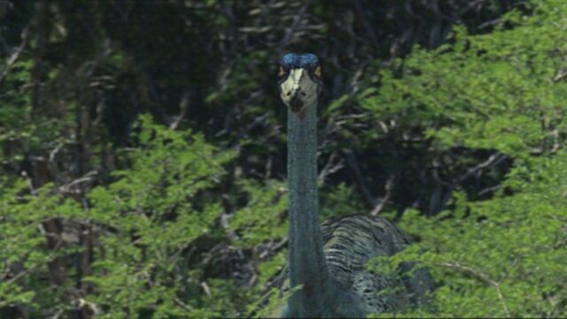 File:1x1 OrnithomimusInBush.jpg