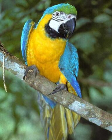 File:Macaw edited.jpg
