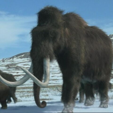 File:WoollyMammothPortrait.jpg