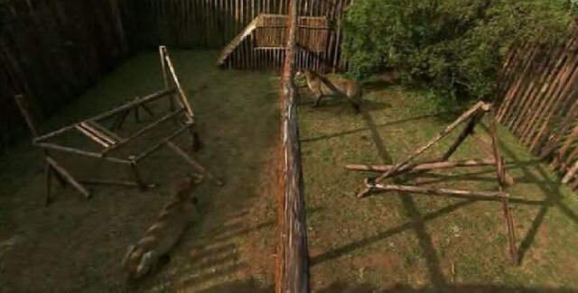 File:Big Cat Climb.jpg