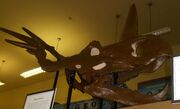 Styracosaurus skull RUGM