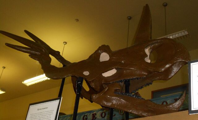 File:Styracosaurus skull RUGM.jpg