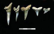 Scapanorhynchus teeth