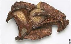 Cráneo Heterodontosaurus.jpg