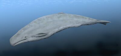 Aulophyseter.jpg