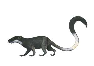 Vincelestes