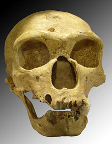 220px-Homo sapiens neanderthalensis.jpg