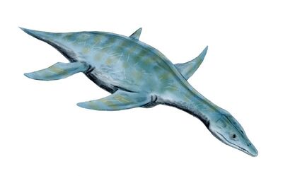 Leptocleidus.jpg