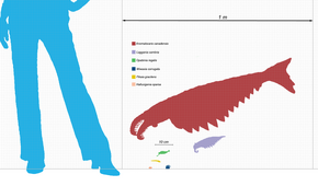 Escalaanomalocarididos.png
