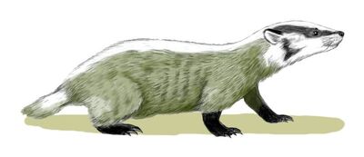 Chamitataxus.jpg