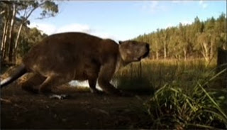 CAstor Gigante.jpg