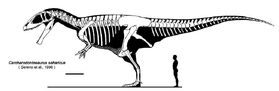 Carcharodontosaurus2.jpg