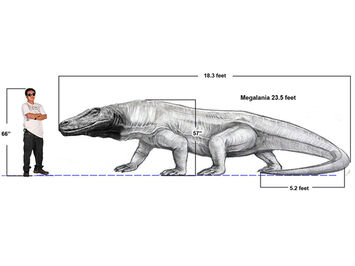 Megalania .jpg