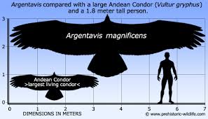 Argentavisscale.jpg