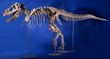 Tarbosaurus Skull