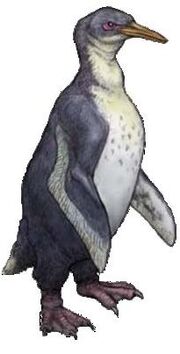 Anthropornis