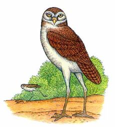 Owl ornimegalonyx.jpg