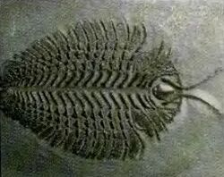 TrilobitaOrdovício.jpg