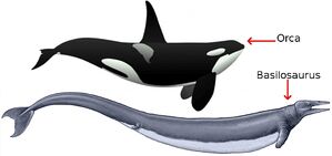 Basilosaurus07