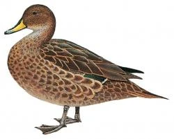 Anas niceforoi Wiki Prehistórico FANDOM powered by Wikia