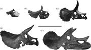 Triceratops (a) UCMP 154452, baby skull (38 cm); (b) MOR 1199, small juvenile skull (87 cm); (c) MOR 1110, large juvenile skull (135 cm); (d) MOR 1120, subadult skull (165 cm); and (e) MOR 004, adult skull (208 cm).