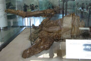 Edmontosaurus Trachodon 02.jpg