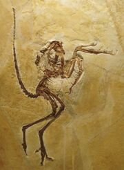 Archaeopteryx lithographica Solnhofen Specimen.jpg