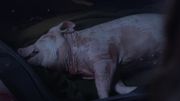 S04e01pig.jpg
