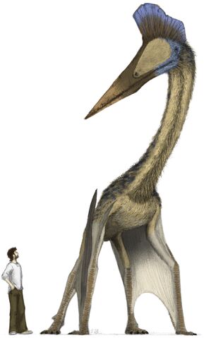 File:Hatzegopteryx-m-witton-12-5-20081.jpg