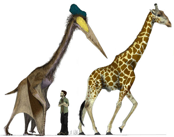 File:Hatzegopteryx-thambema-jirafa.jpg