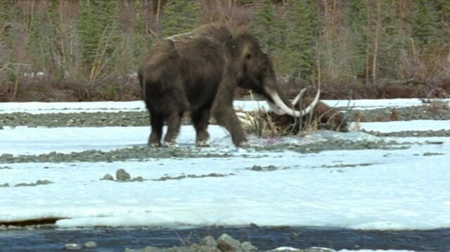 File:813px-Mammoth.jpg