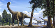 Camarasaurus-1-