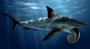 Helicoprion1