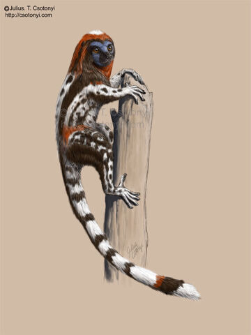 File:Darwinius csotonyi.jpg