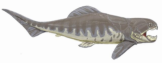 File:800px-Dunkleosteus interm1DB.jpg