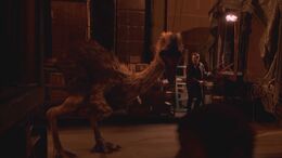 NW1x4 Evan+LeedsVsTerrorBird