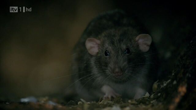 File:Rat.jpg