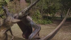 NW1x1 Pteranodon 44