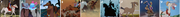 Galerie chevaux1.png