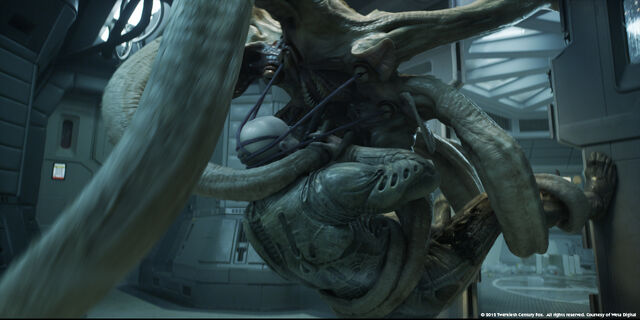 File:Trilobite.jpeg