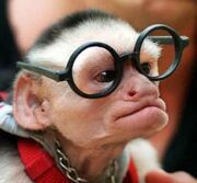 Monkey-with-glasses