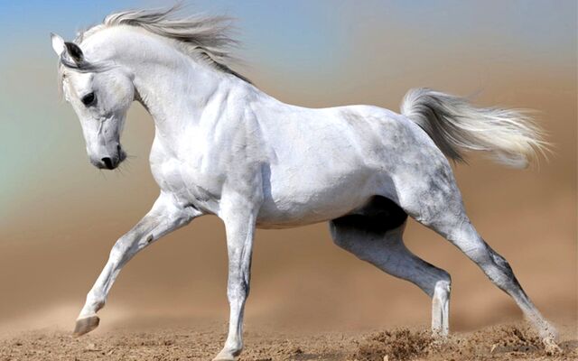 File:White-horse.jpeg